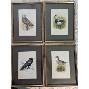 Trevor Boyer bird illustrations